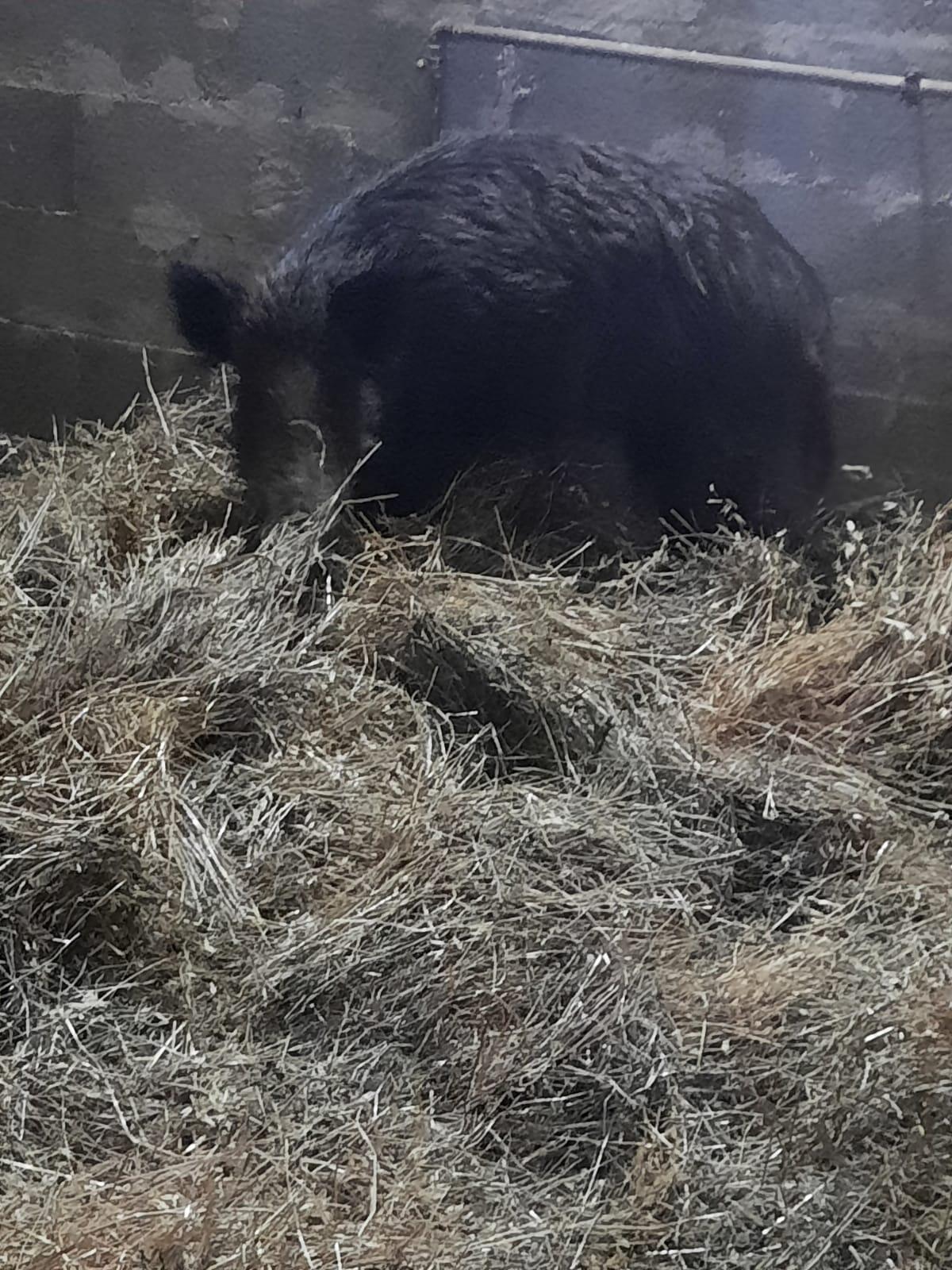 Cinghialina trova rifugio in una chiesa, tratta in salvo. Si chiamerà "Vittoria" - 