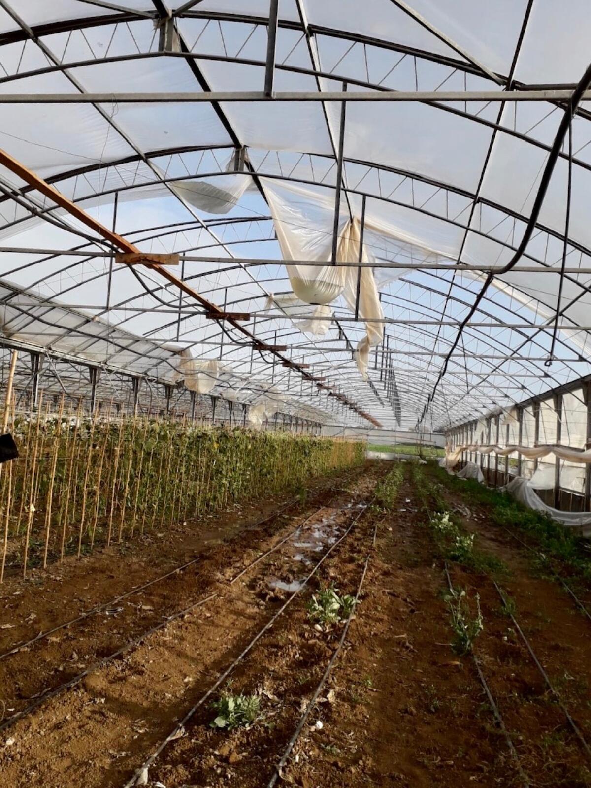 Maltempo a Sabaudia: la Giunta Comunale chiede il riconoscimento dello stato di calamità naturale. - 