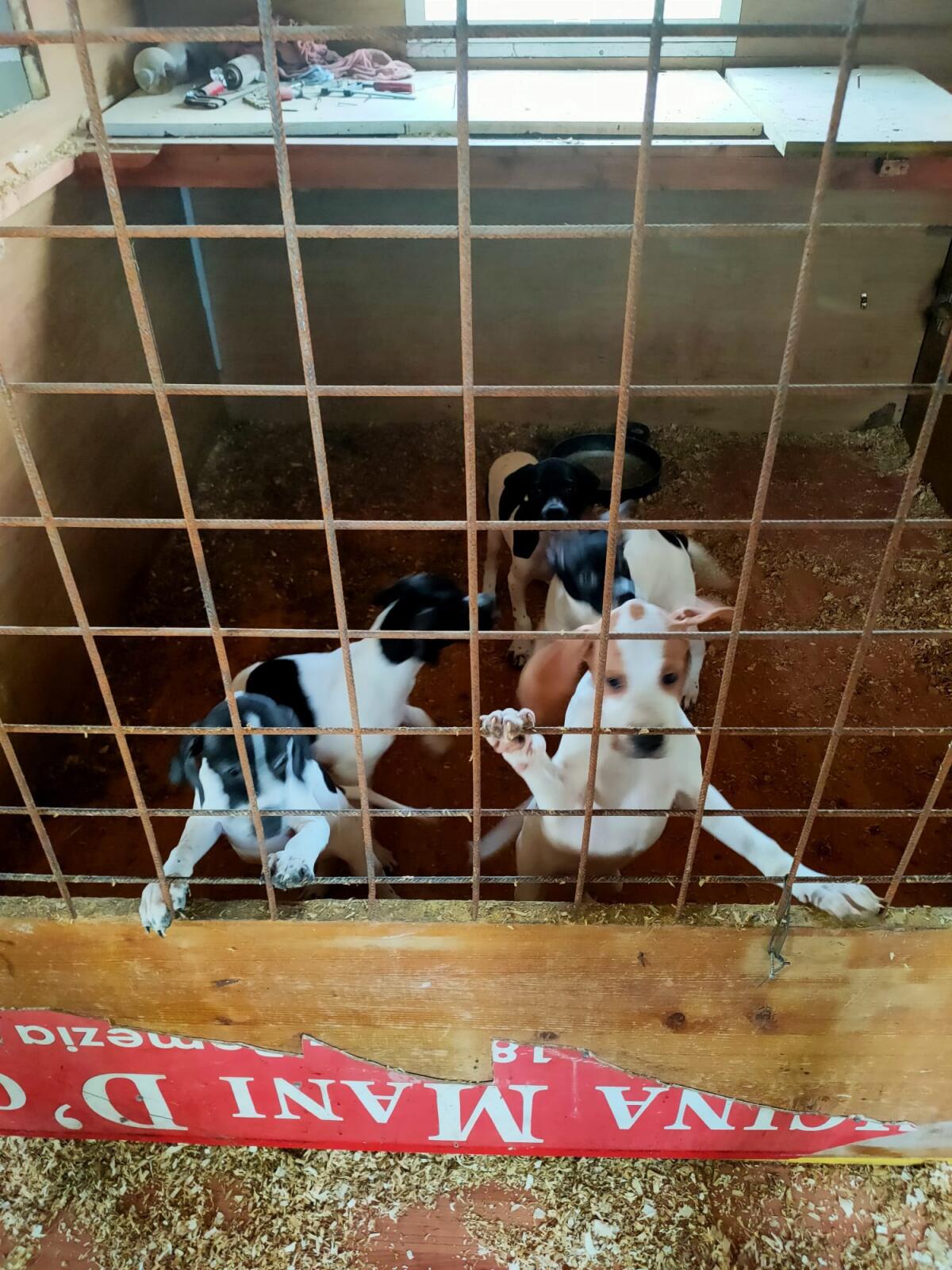 Cuccioli sotto le intemperie, feci ed urine nei box: blitz delle Guardie Zoofile Ambientali in un allevamento di Pomezia. - 