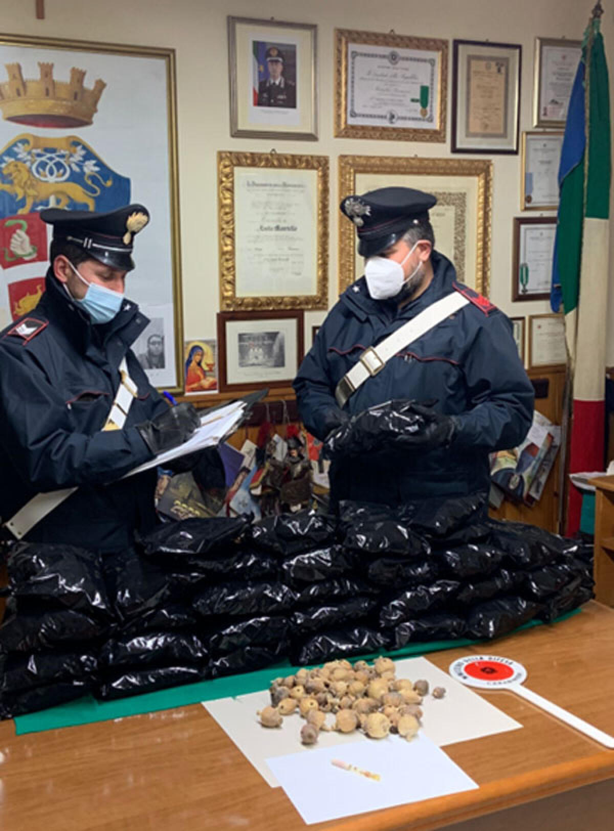 Nascondeva in casa bulbi di papavero da oppio. Agricoltore arrestato - 