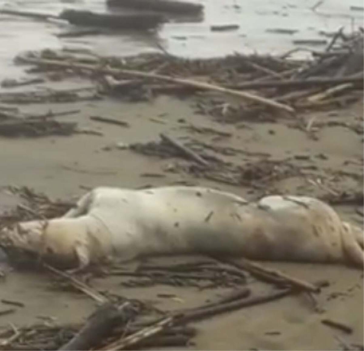 Carcassa di un cane ritrovata sulla spiaggia di Latina FOTO - 