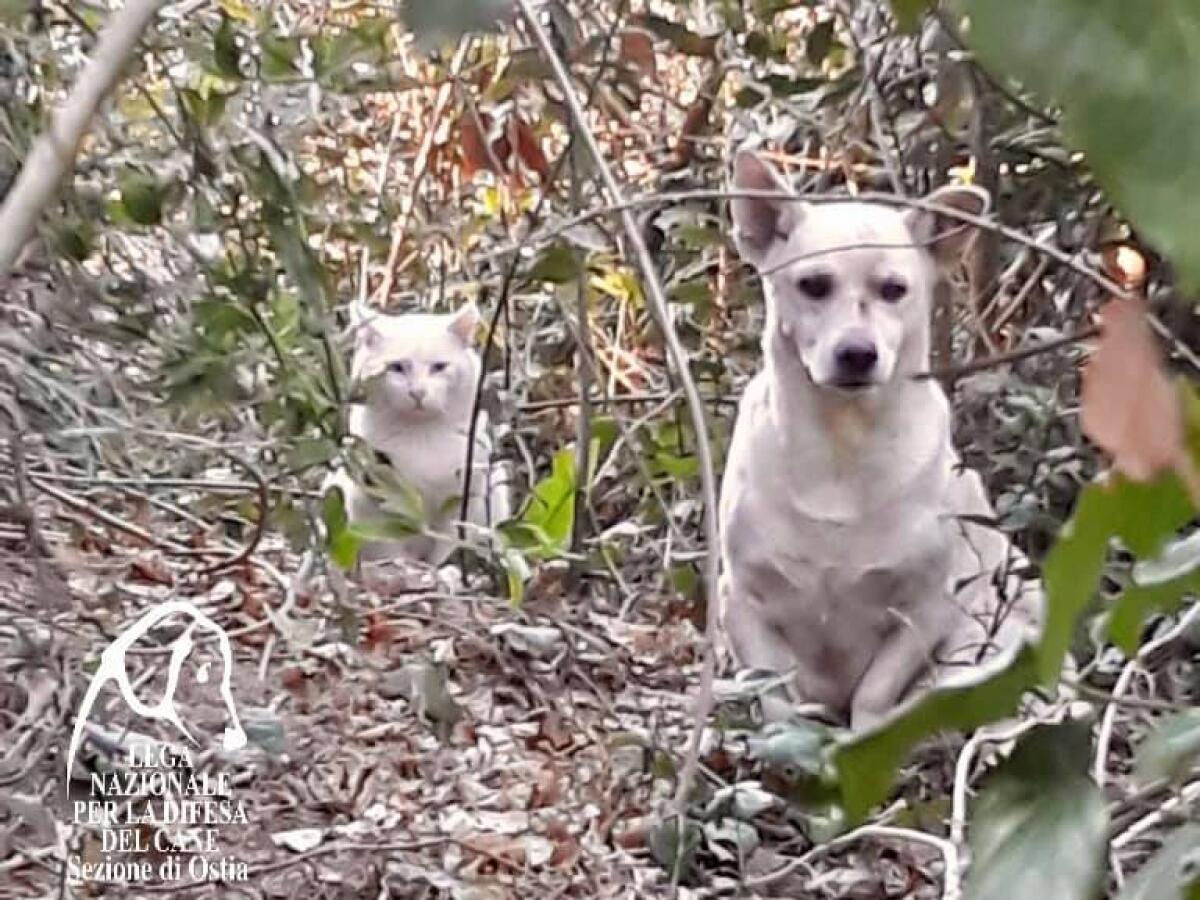 Cane e gatto diventano inseparabili: salvati ora cercano una famiglia, ma insieme - 