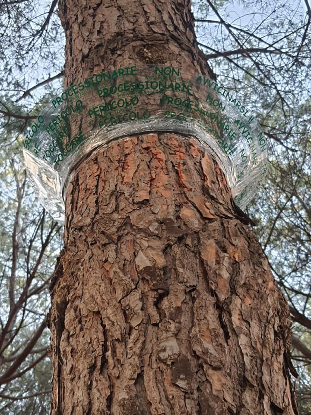 Aprilia, al parco Dalla Chiesa installate le trappole per le processionarie - 