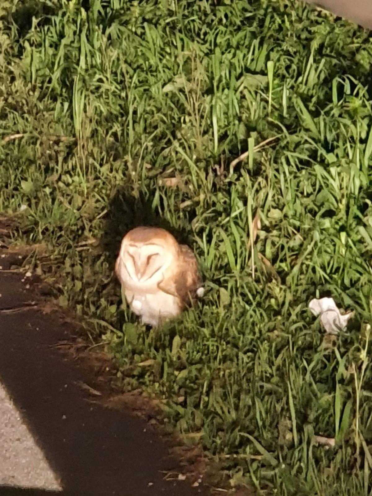 Gli agenti della Stradale di Terracina salvano un barbagianni - 
