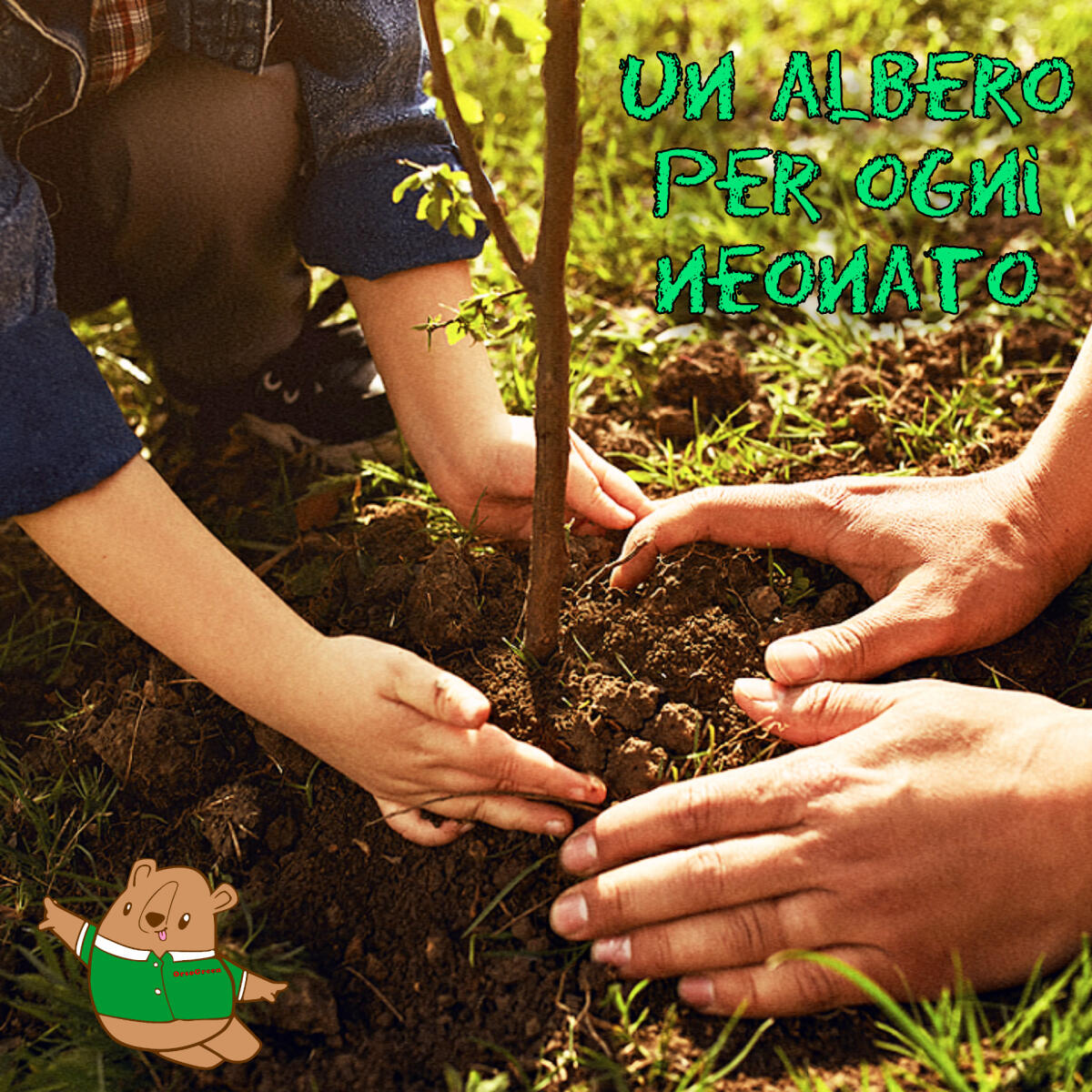 APRILIA - Un albero per ogni nuovo nato, Daniele Borace di “Orso Green: “regolamento Comunale da riscrivere". - 