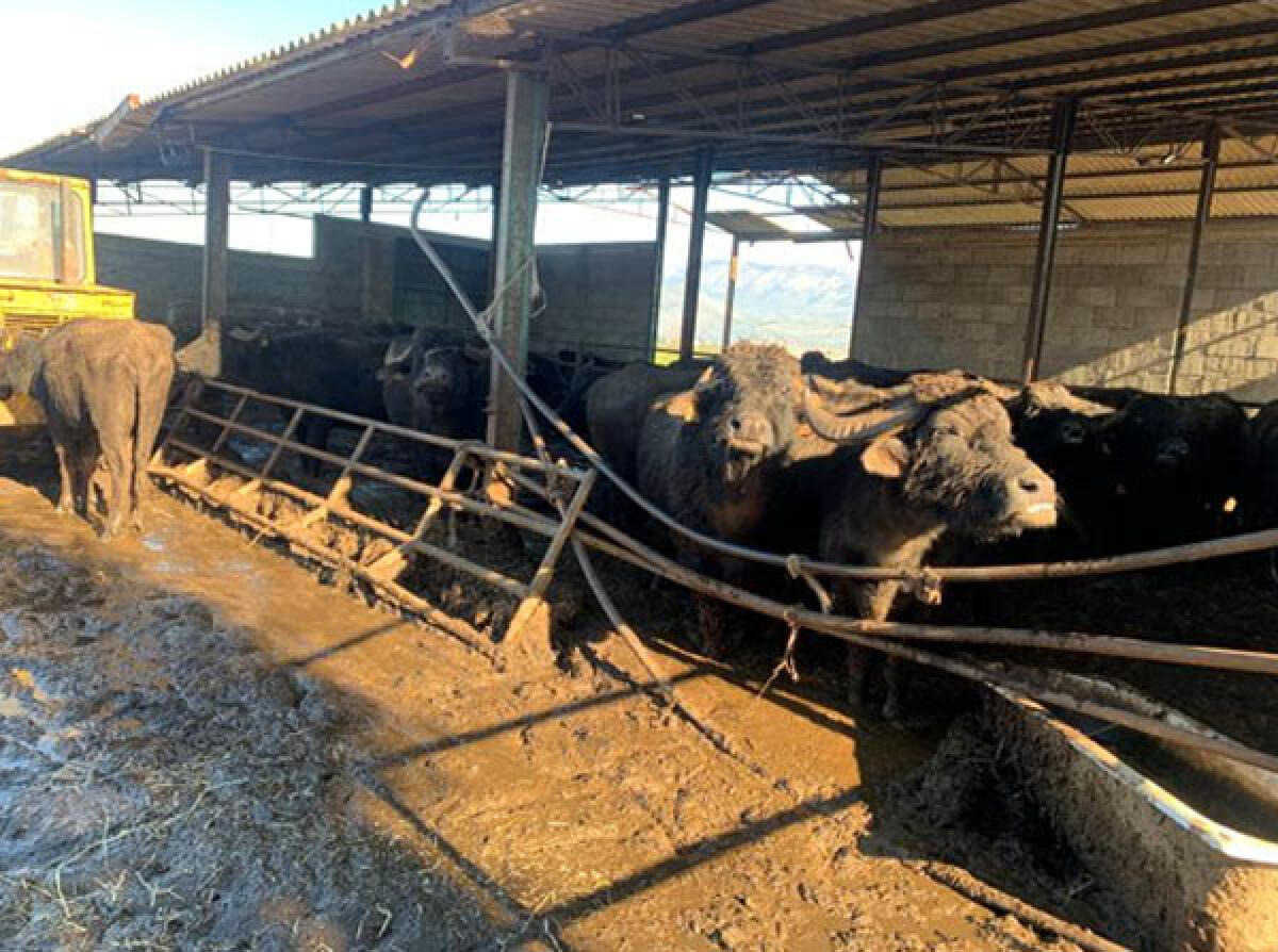 Animali maltrattati e lasciati tra i rifiuti pericolosi, sequestrata azienda agricola di Pontinia - 