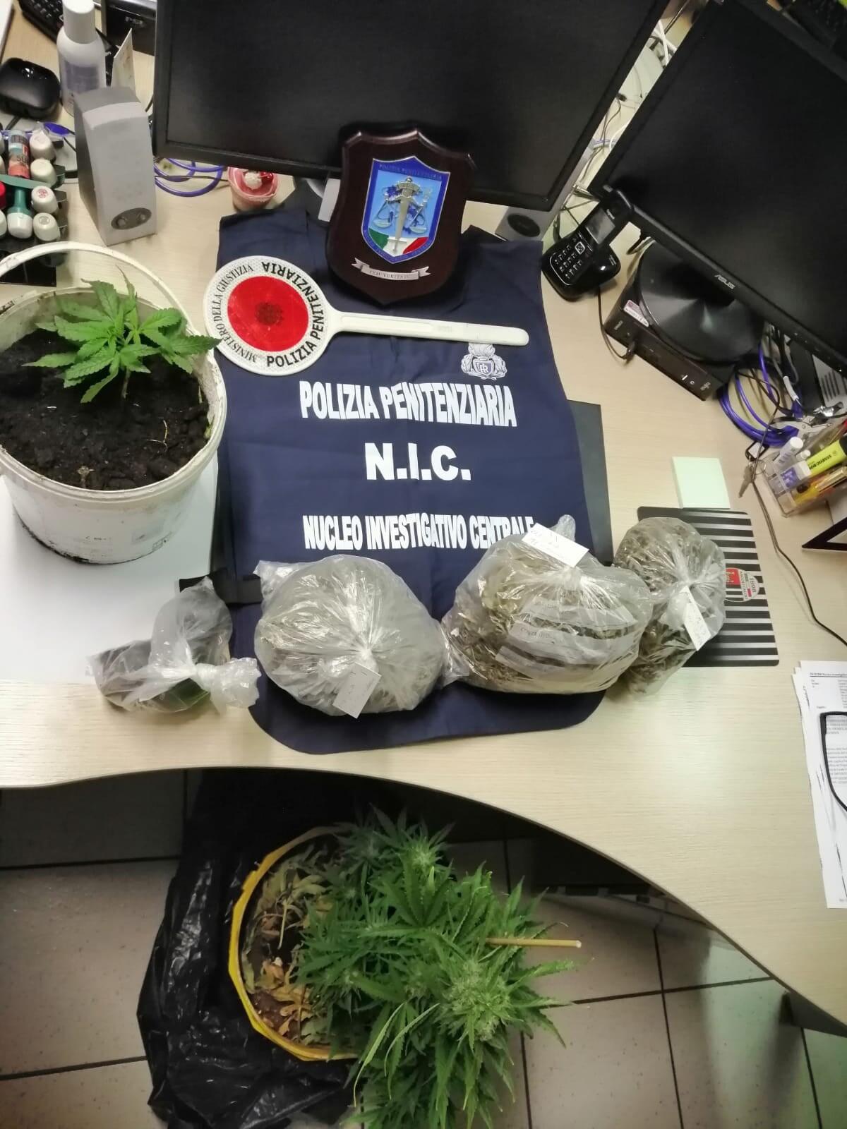 Pomezia - Usava la mansione di giardiniere come copertura per spacciare droga, 30enne in arresto - 