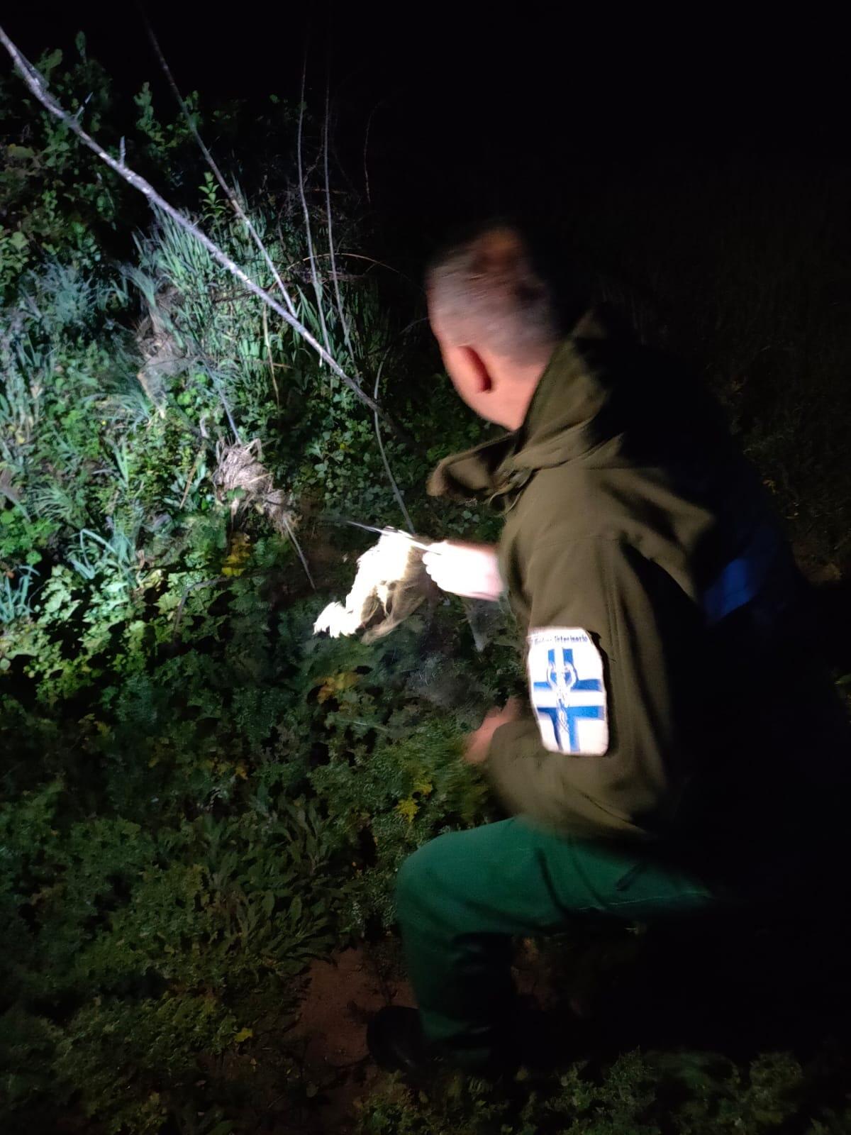 Scoperta un’attività di bracconaggio nelle campagne di Ardea: le Guardie Zoofile sequestrano delle trappole per istrici. - 