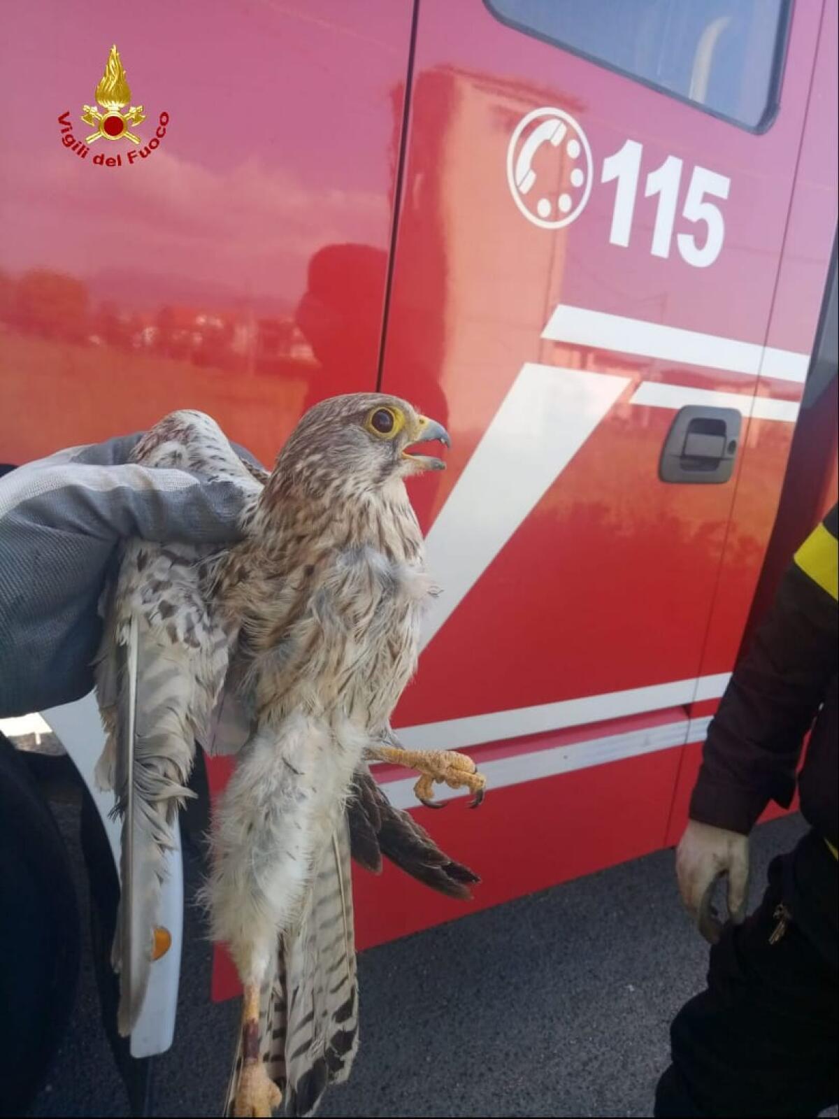 I vigili del fuoco di Latina salvano un falchetto intrappolato nei cavi esterni di un cabina elettrica. - 