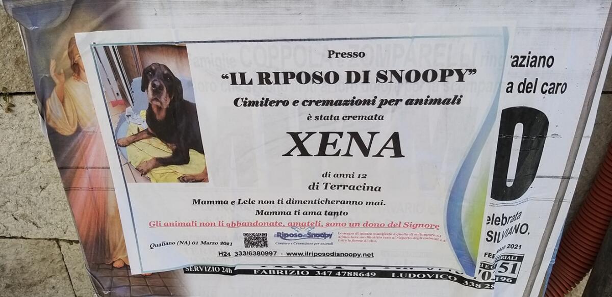 A Terracina muore il cane Xena, la famiglia fa affiggere le epigrafi - 
