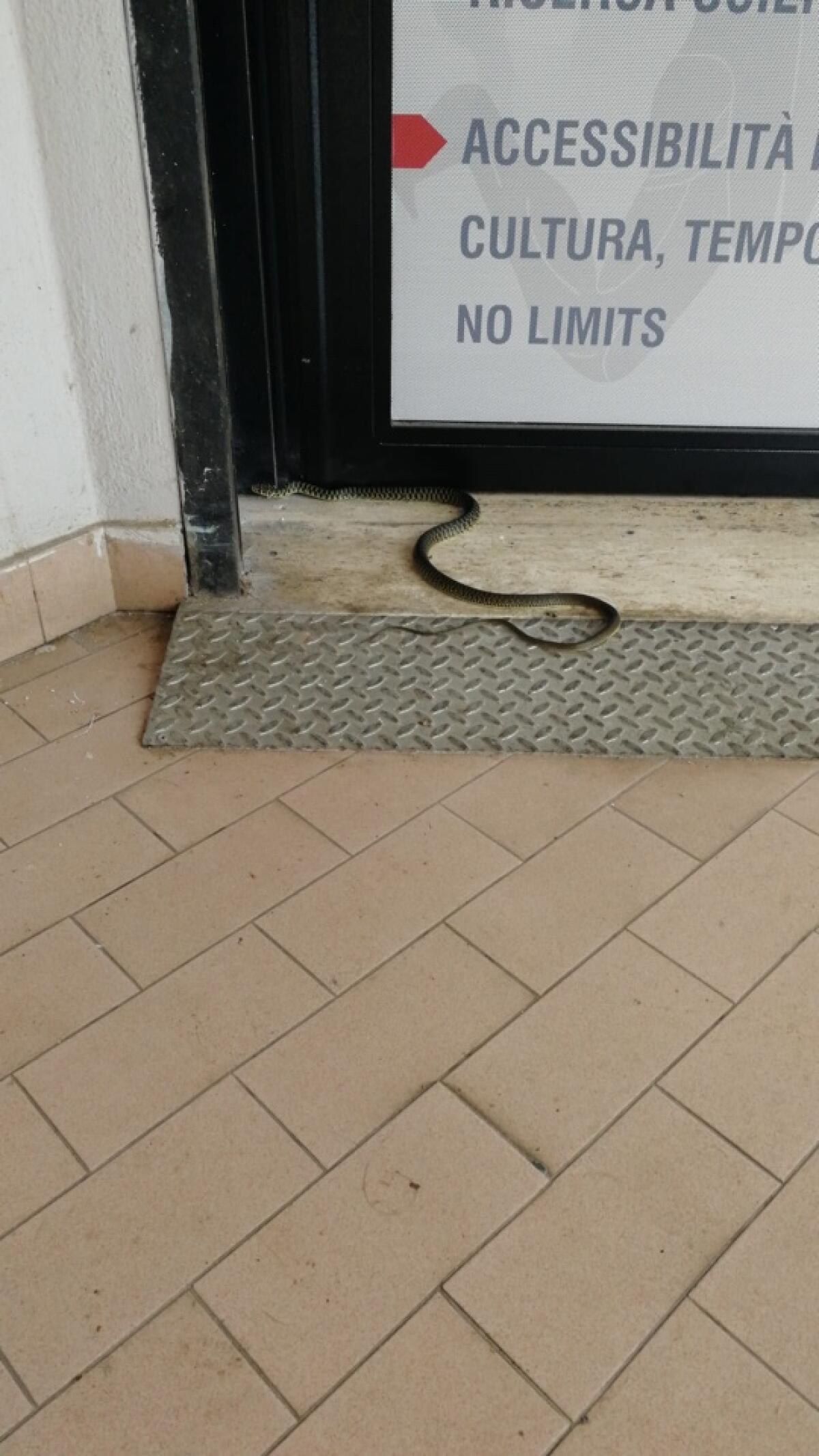 “Aprilia, piccola biscia chiede asilo ad AISA" FOTO - 