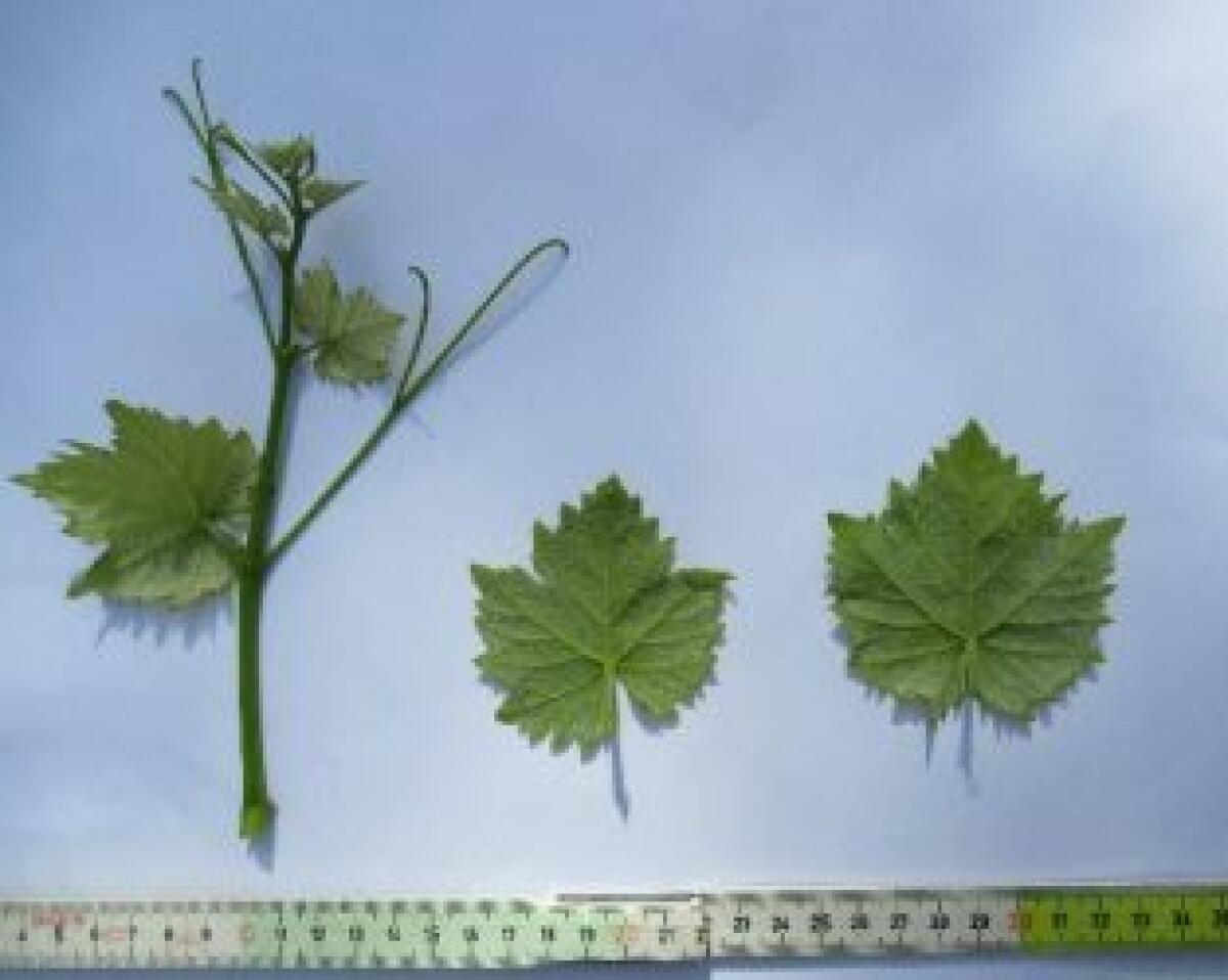 Raspato nero e Reale bianca: altri due vitigni del Lazio entrano nel Registro Nazionale su proposta dell’Arsial. - 