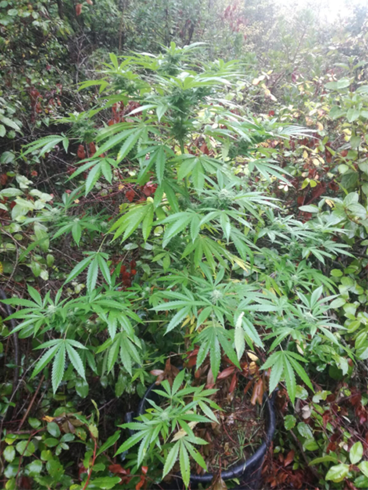 Cisterna, serra di marijuana nel rudere: un arresto - 