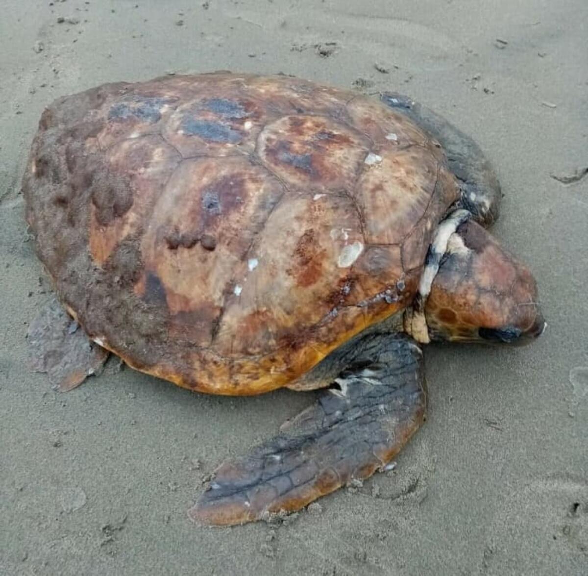 Ardea: tartaruga Caretta Caretta ritrovata spiaggiata, ma ancora viva. Salvata - 