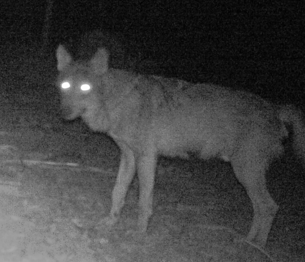 Il lupo torna nel Parco Nazionale del Circeo - 