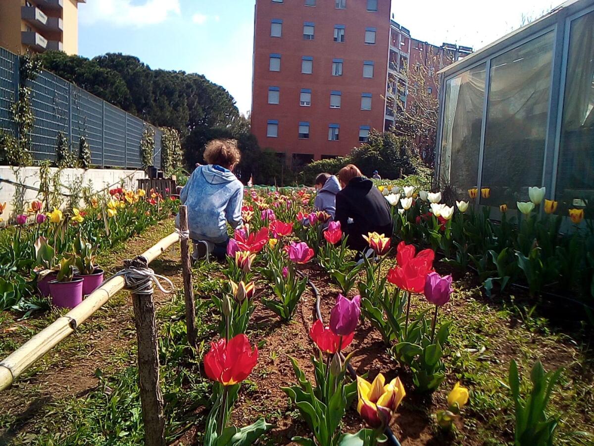 Aprilia, è il momento dei tulipani presso la serra della Jolly Italia - 