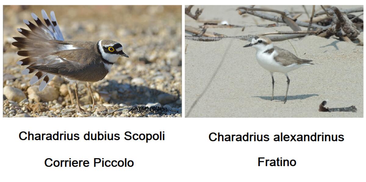 Ardea, il sindaco emana l'ordinanza per la tutela del "fratino" e del "corriere piccolo" - 