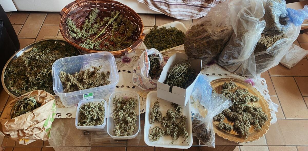 Sequestrata dalla Finanza, a Fossignano, ad Aprilia, una coltivazione di marijuana e quasi due chili di stupefacente.  52enne, padre di famiglia, in manette. - 