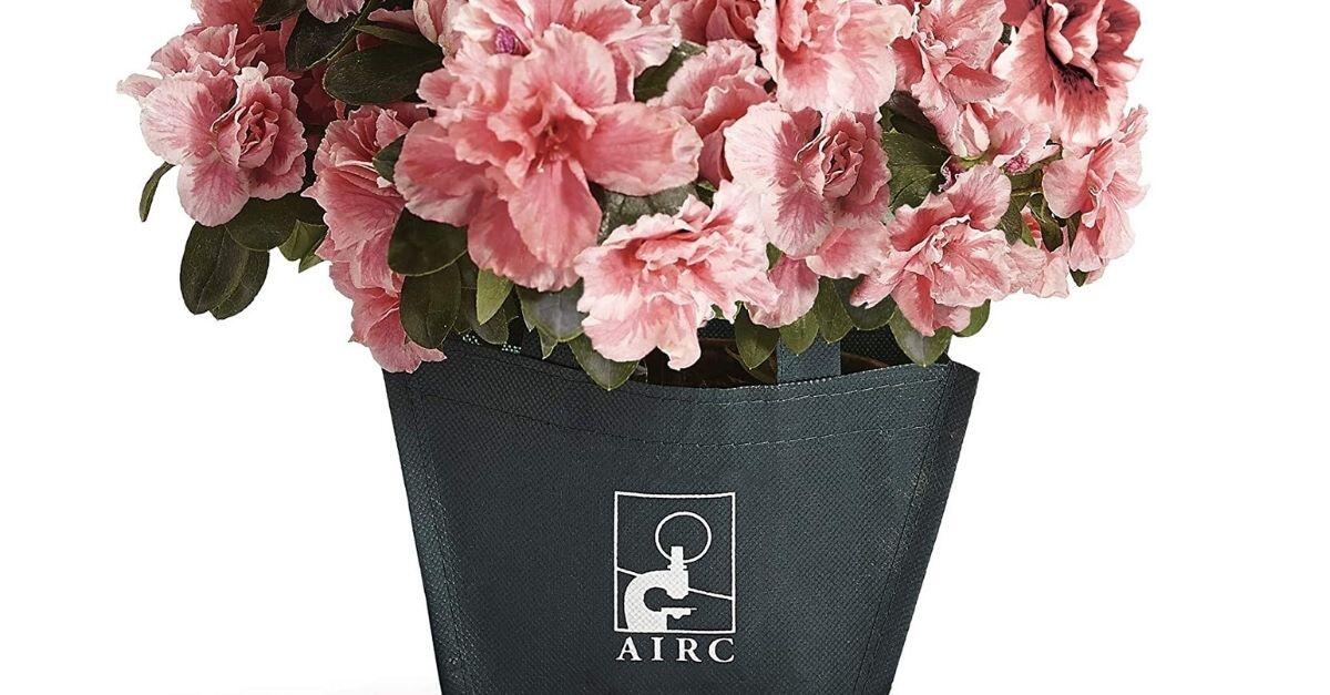 Festa della mamma - L’Azalea di Fondazione Airc rifiorisce per la ricerca sui tumori che colpiscono le donne - 