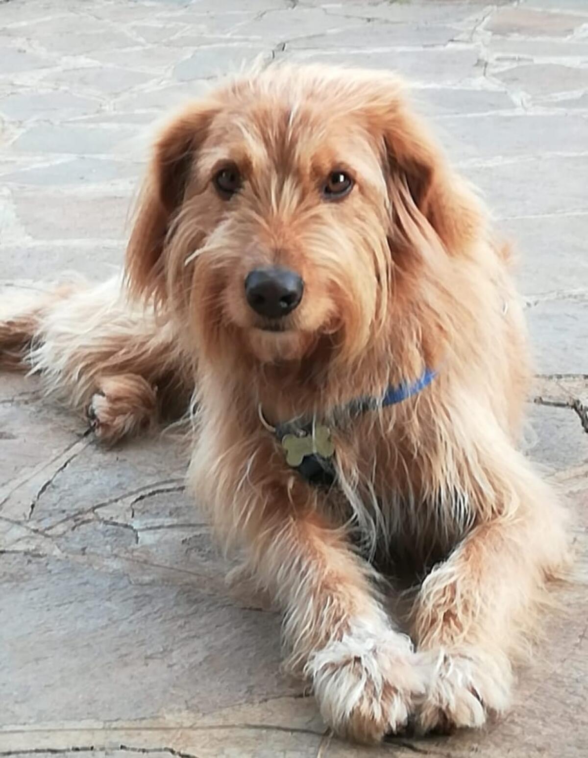 L’appello dell’associazione “Amici di Birillo” di Aprilia per ritrovare Diuck, smarrito in zona Gattone. - 