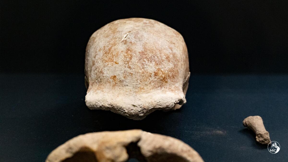 Ritrovamenti dell'uomo di Neanderthal a San Felice Circeo, Medici: "Scoperta straordinaria" - 