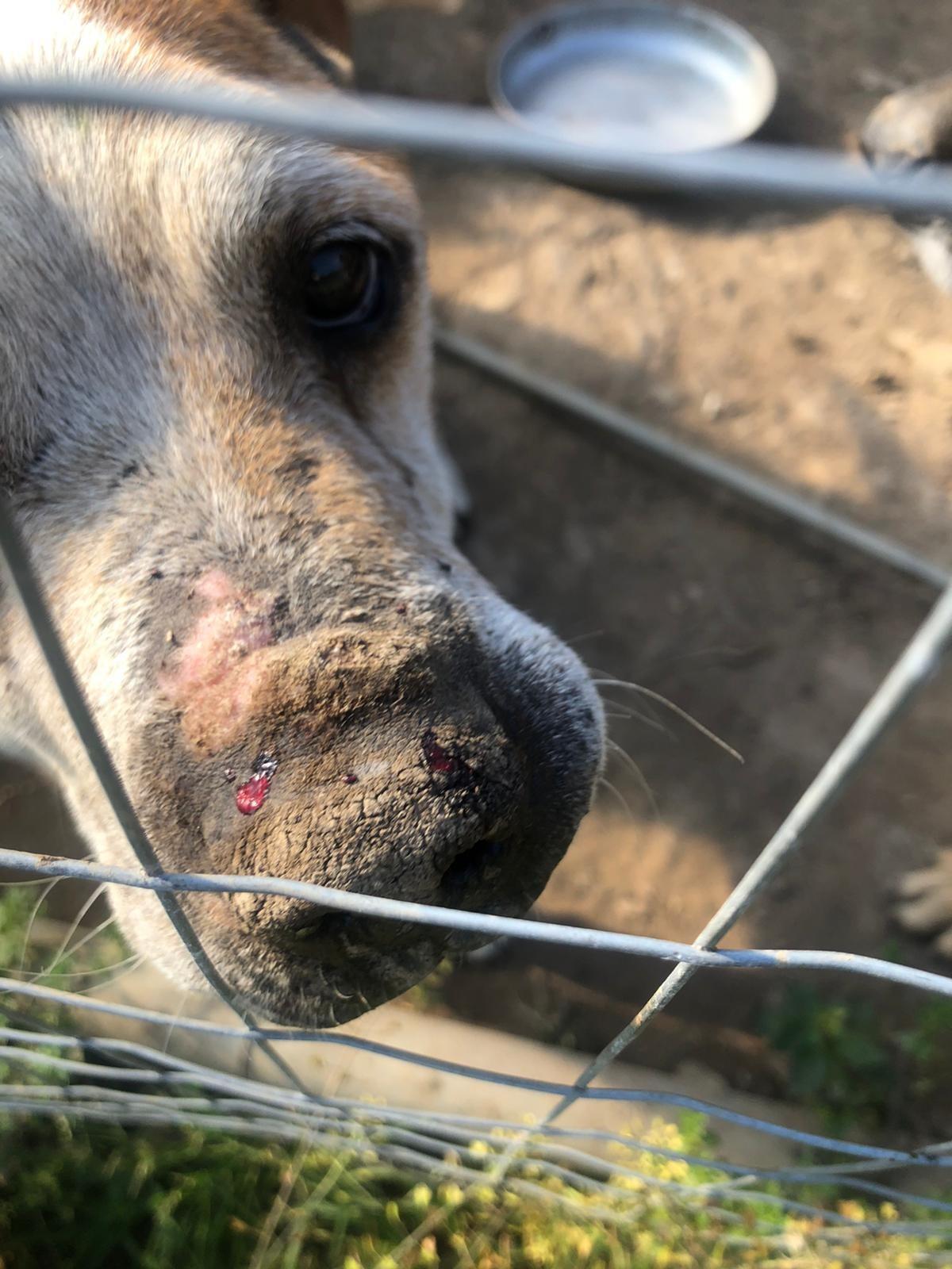 Cani denutriti e senza riparo ed acqua: le Guardie Zoofile Ambientali Norsaa di Roma tornano ad Ariccia. "Situazione nettamente migliorata". - 