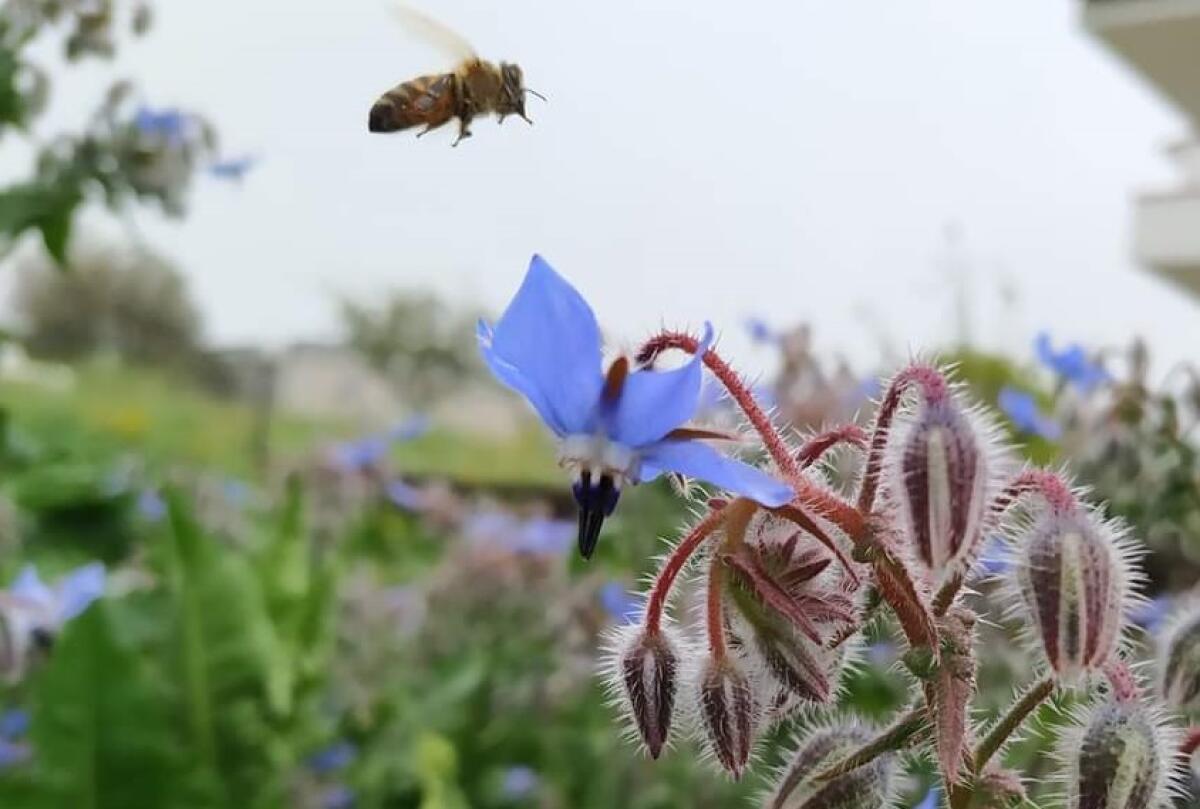 Giornata internazionale delle api, le iniziative della Coop Jolly Italia ad Aprilia - 