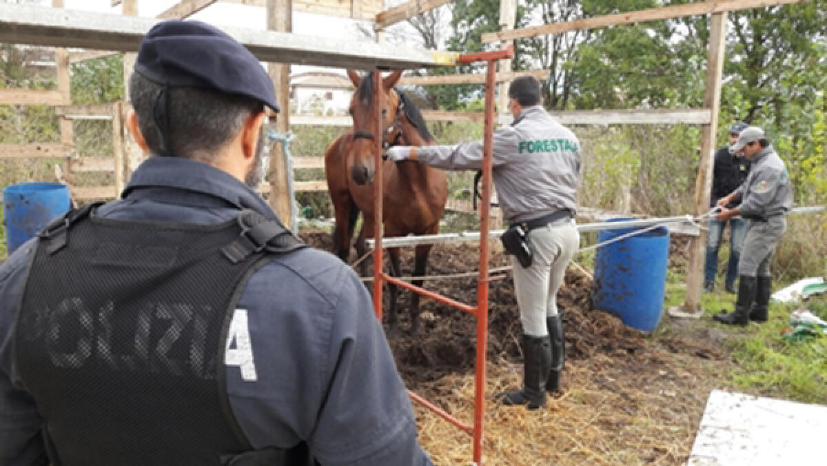 LATINA - Cavallo al pascolo in un terreno di un ente pubblico: la Polizia denuncia un appartenente alla famiglia Di Silvio. - 