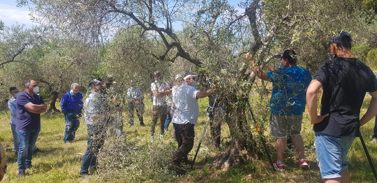 “Olivicoltore: tecnica colturale, potatura dell’olivo e di assaggio dell’olio”, concluso a Norma il corso della Capol - 