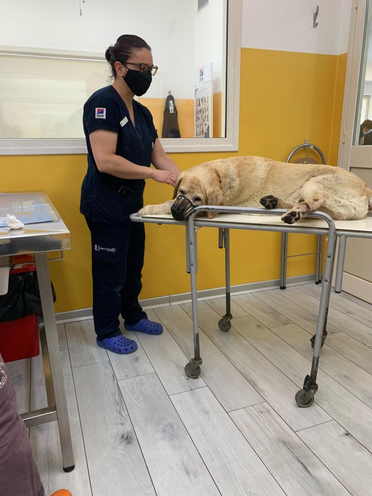 Aprilia - Morte cane Birillo, si cerca il killer. LNDC: "Una persona così è pericolosa" - 