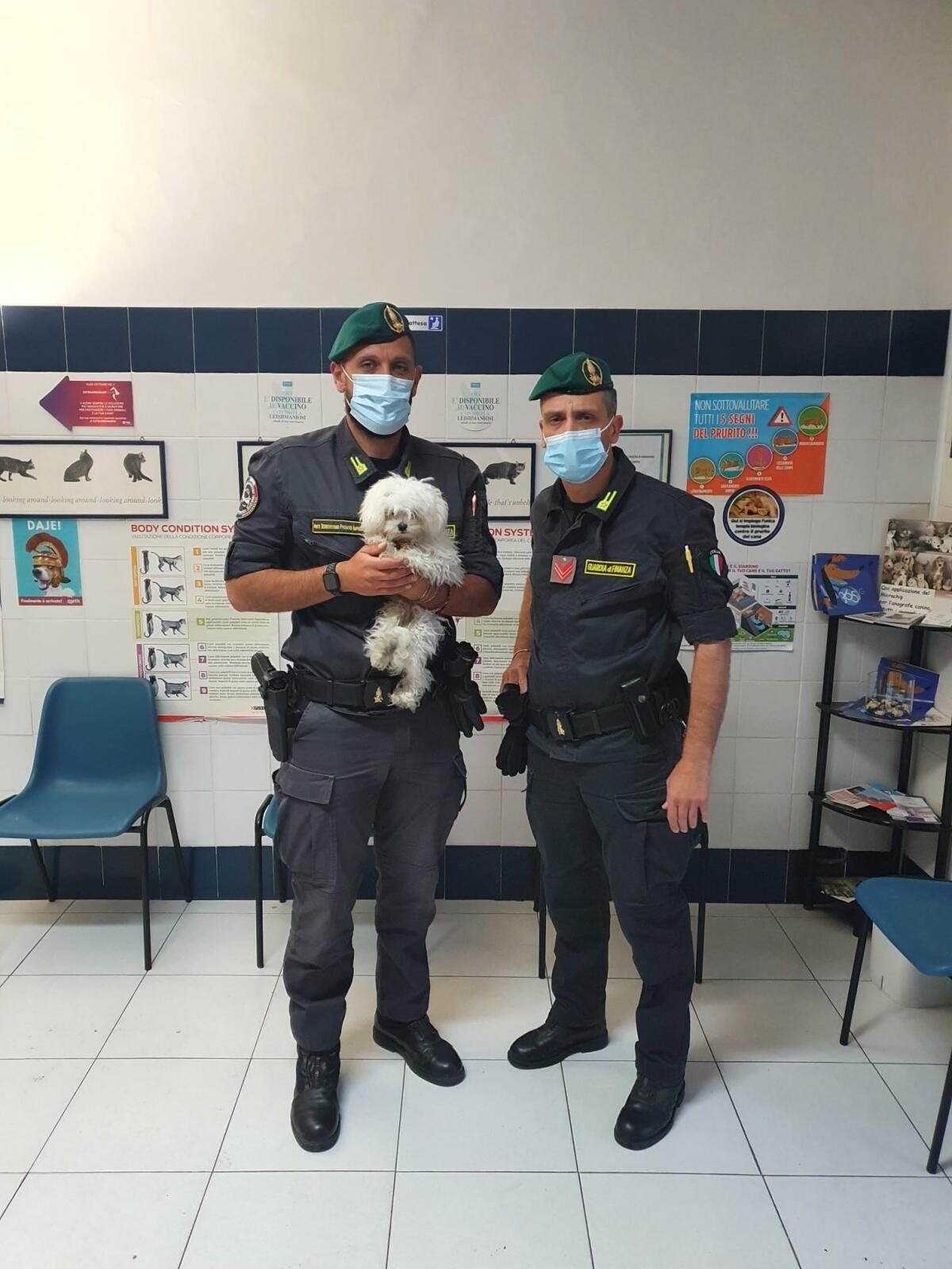 Esercizio abusivo della professione veterinaria, truffa e maltrattamento di animali: la Finanza di Latina denuncia due medici. - 