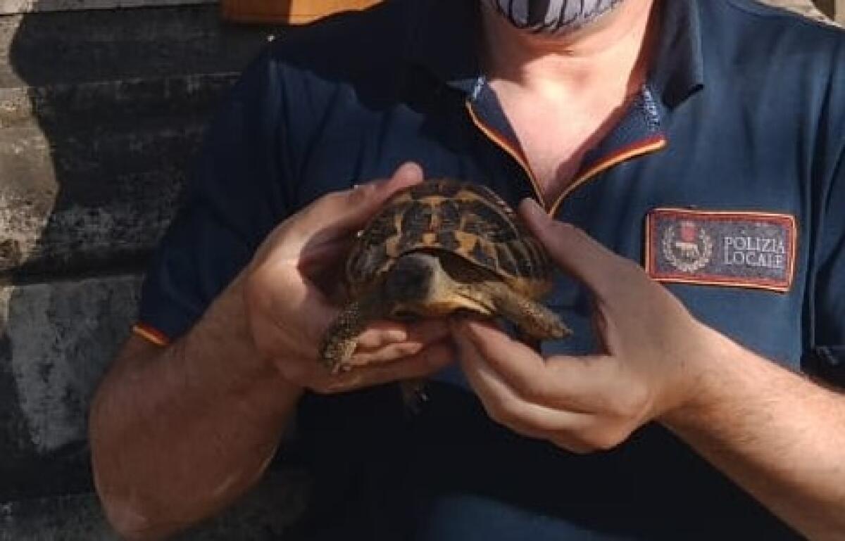 Parco degli Acquedotti, la Polizia Locale mette in salvo una tartaruga a rischio estinzione - 