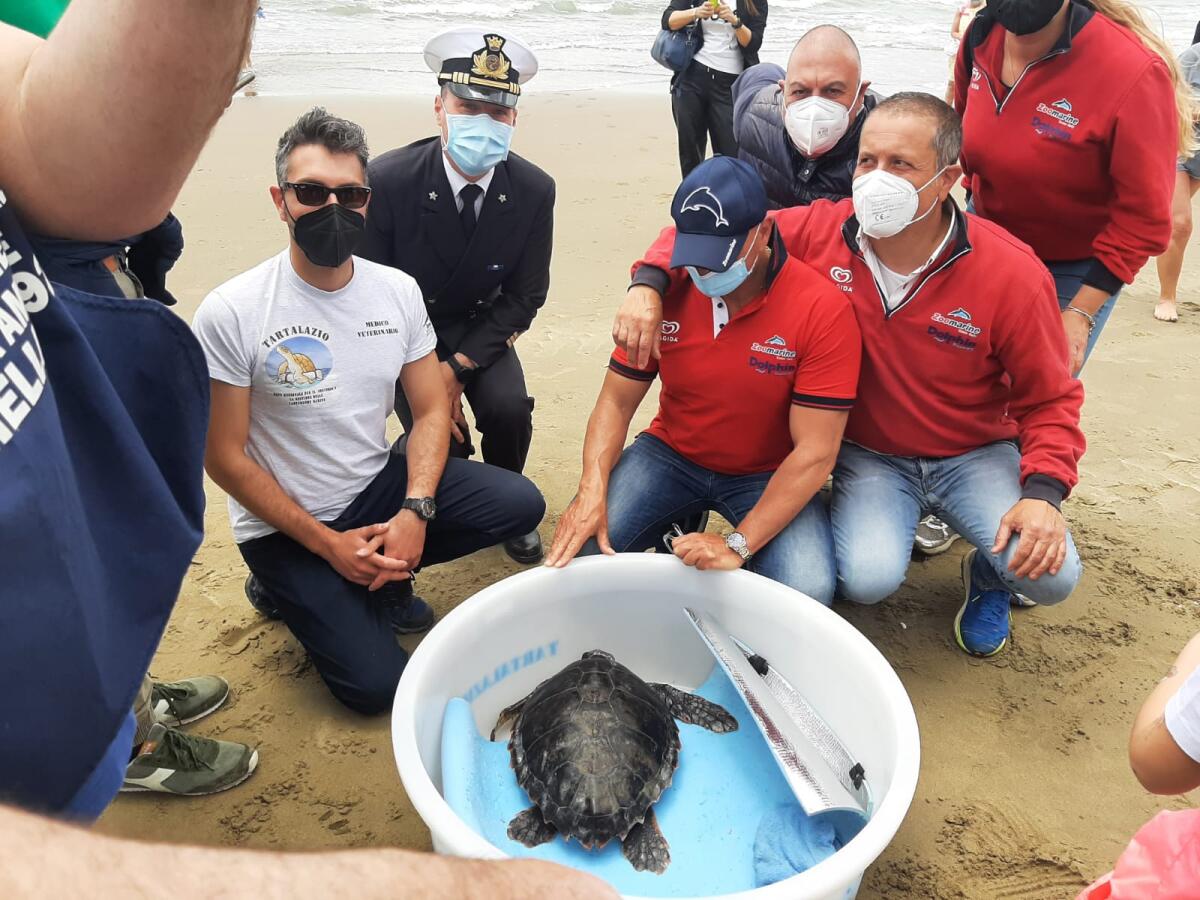 Liberata in mare la tartaruga recuperata al largo di Anzio. - 