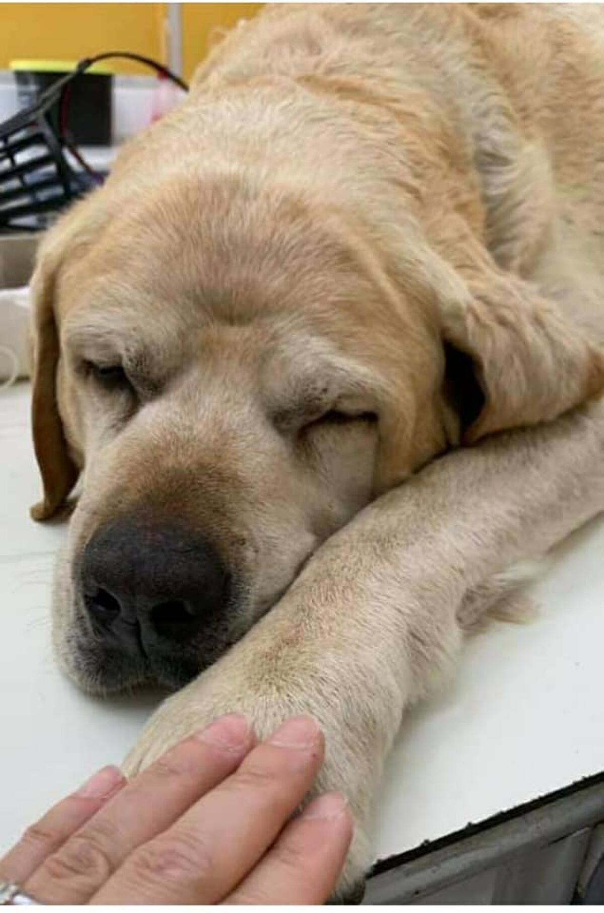 Aprilia - Il cane Birillo preso a bastonate e ucciso da ignoti a Fossignano. Fatto ignobile - 