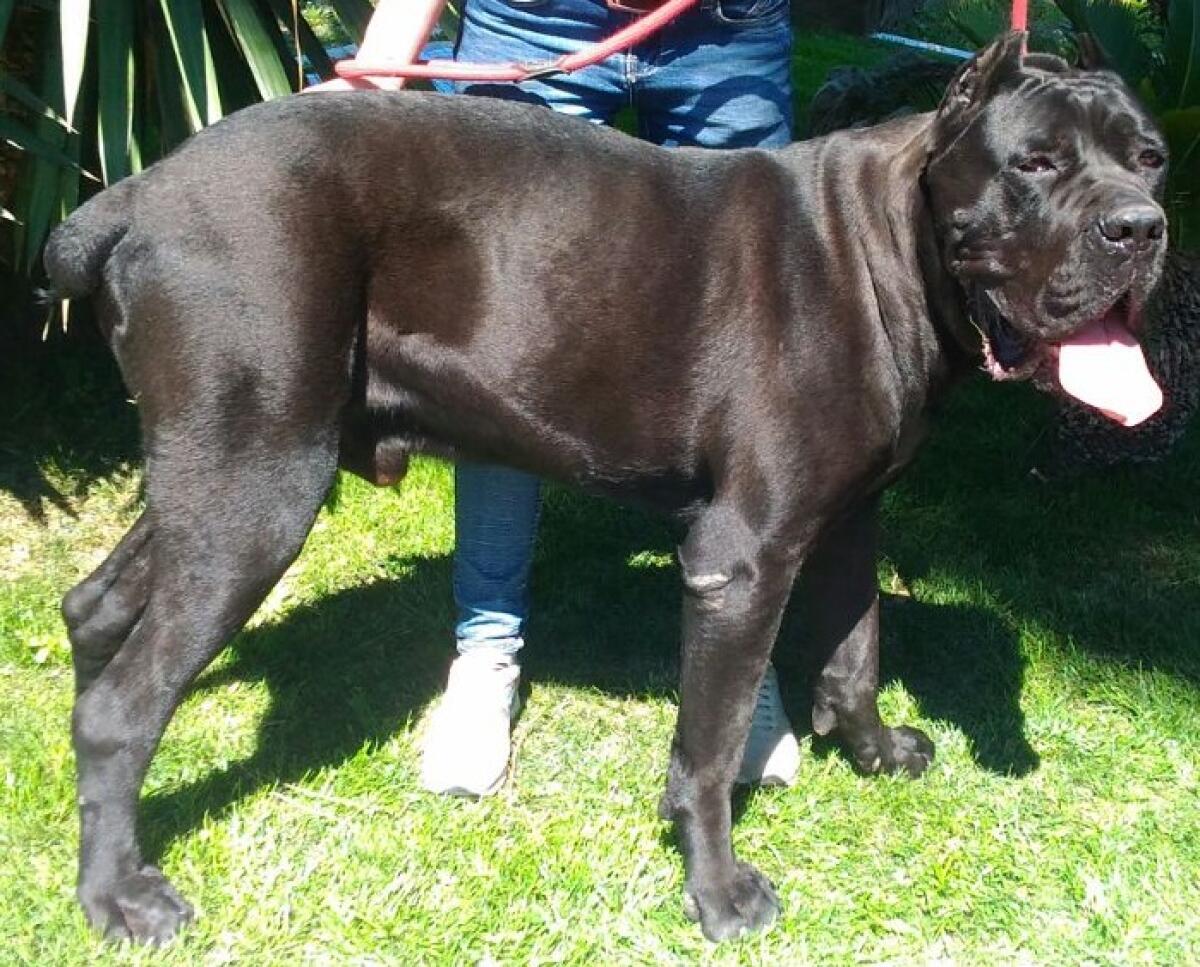 Taglia le orecchie e la coda al proprio cane corso, condannato a 8 mesi - 