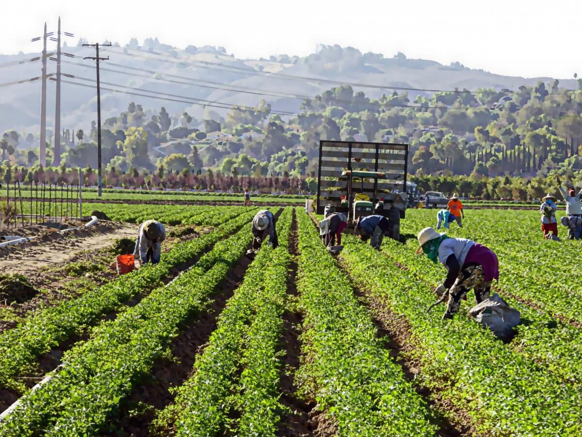 Latina, Di Berardino: "Convocata la rete per lavoro agricolo di qualità" - 