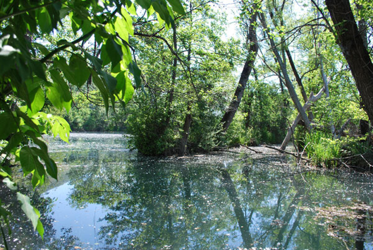 Giornata mondiale dell’ambiente: appuntamento sabato 5 giugno al Parco Settecannelle  di Fondi - 