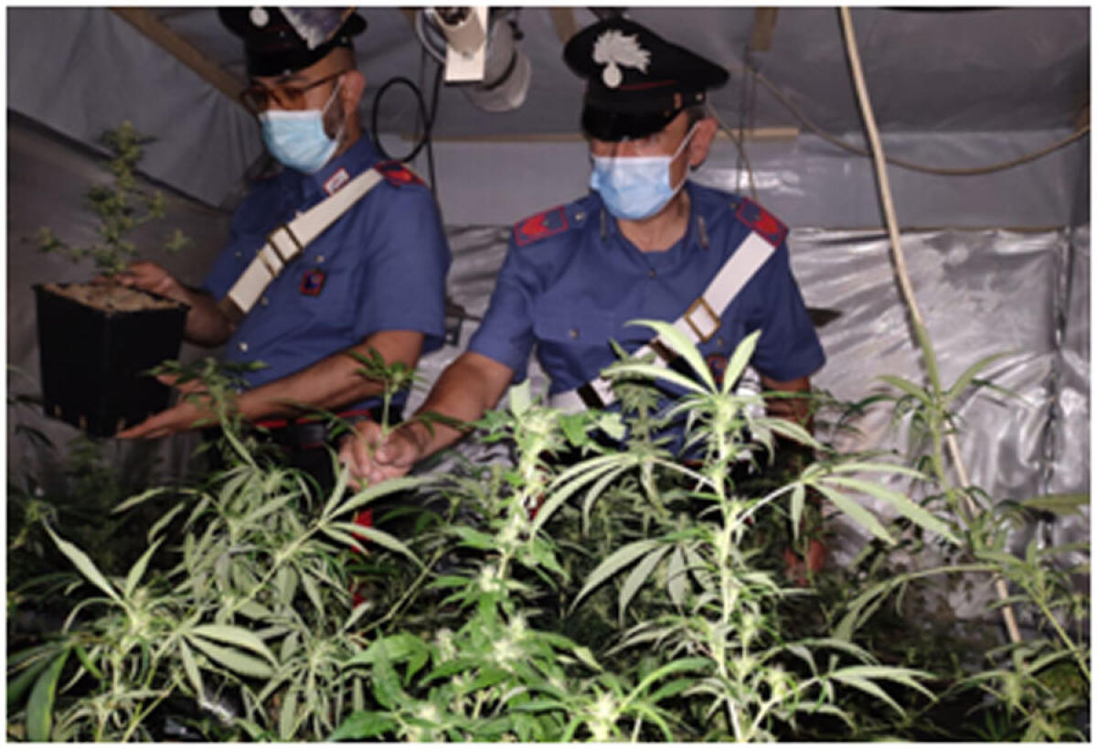 Una serra in casa per coltivare marijuana, 41enne arrestato a Sezze - 
