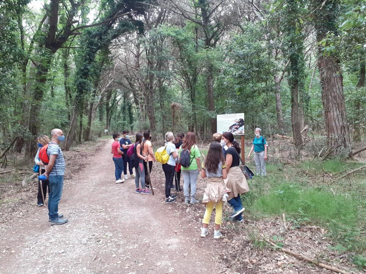 All’ombra dei lecci: nuovo appuntamento domenica 13 Giugno con Elicriso nel Parco Nazionale del Circeo. - 