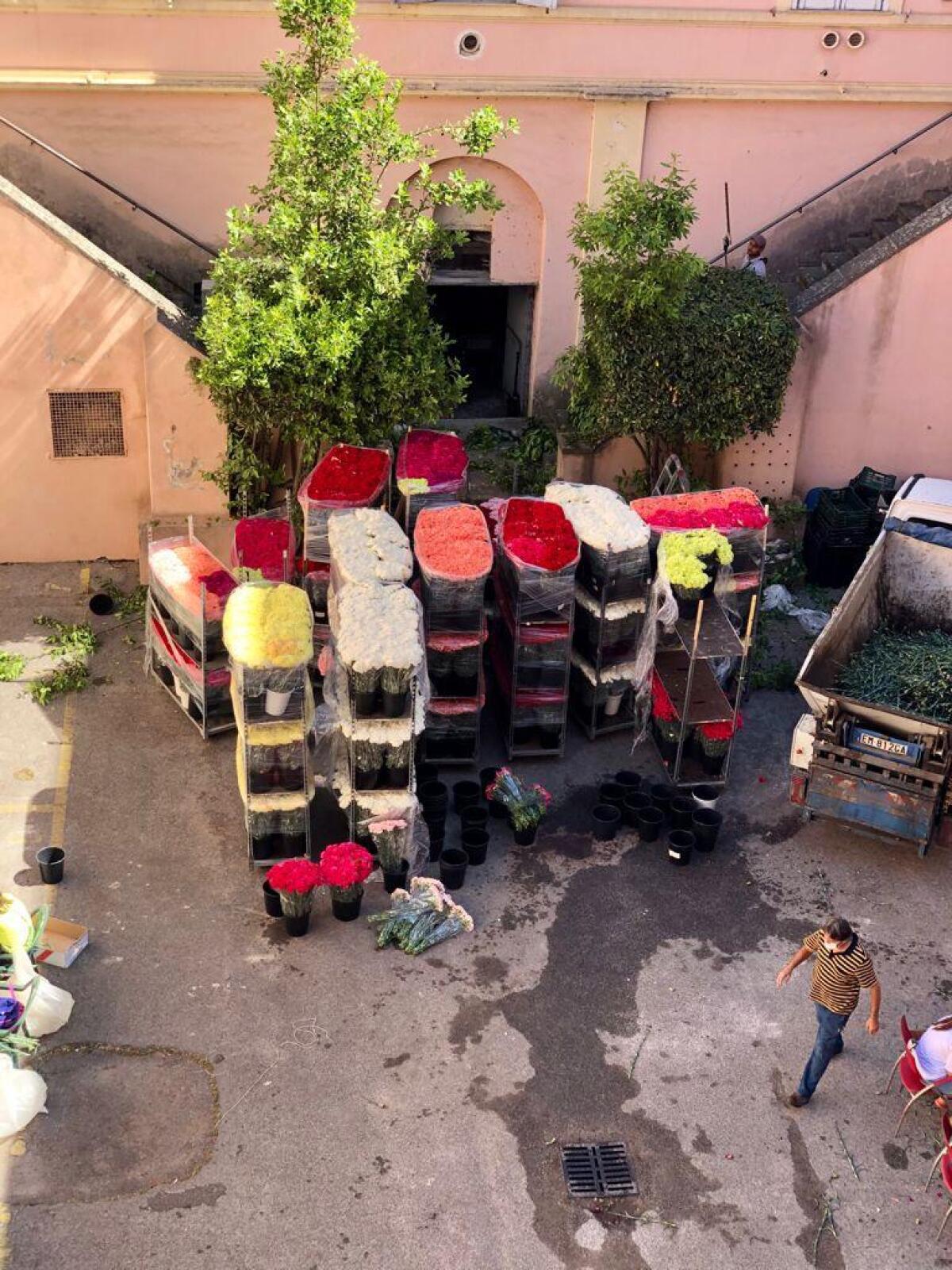 Infiorata di Genzano, al via lo speluccamento degli alunni e dei volontari FOTO - 