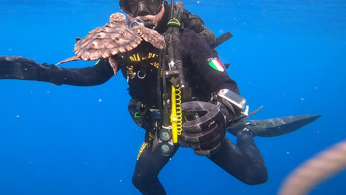 12 esemplari di tartaruga Caretta Caretta rimesse in mare al largo delle Isole di Ventotene e Santo Stefano - 