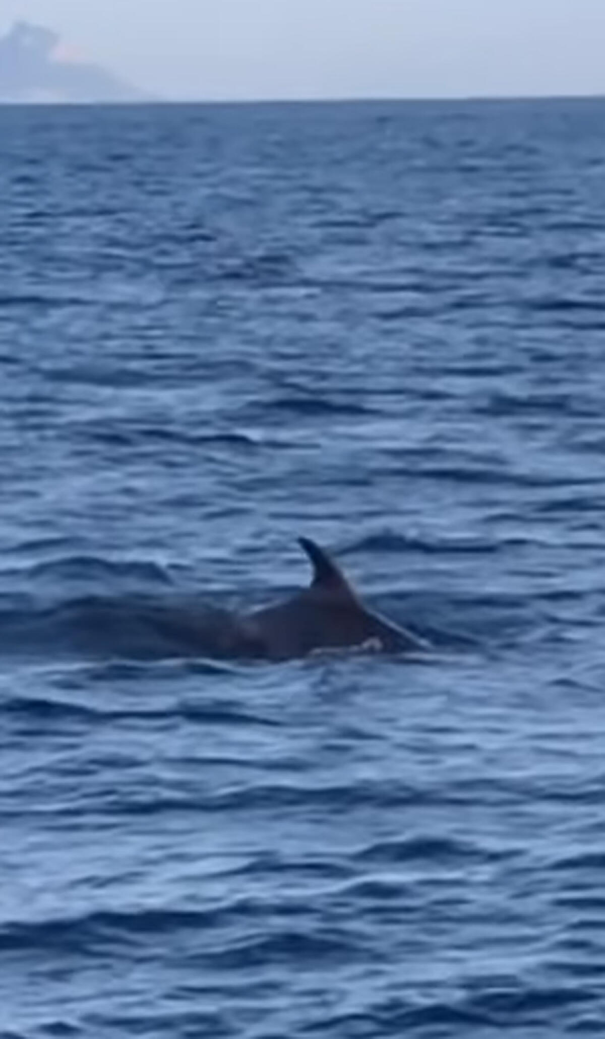 Delfini tra Anzio e Nettuno, la proposta del consigliere Taurelli: "Ci vuole sinergia per potenziare turismo sul litorale" VIDEO - 