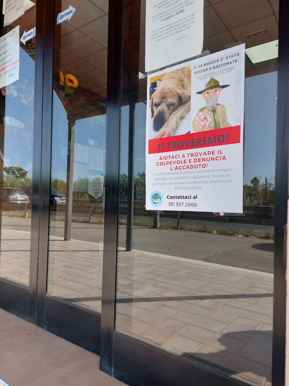 Aprilia, Fossignano non dimentica: per il cane Birillo ucciso a bastonate manifesti nella zona per individuare il killer - 