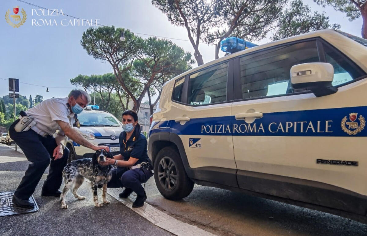 Vagava spaventata sul lungotevere, cagnolina salvata da una pattuglia della Polizia Locale - 