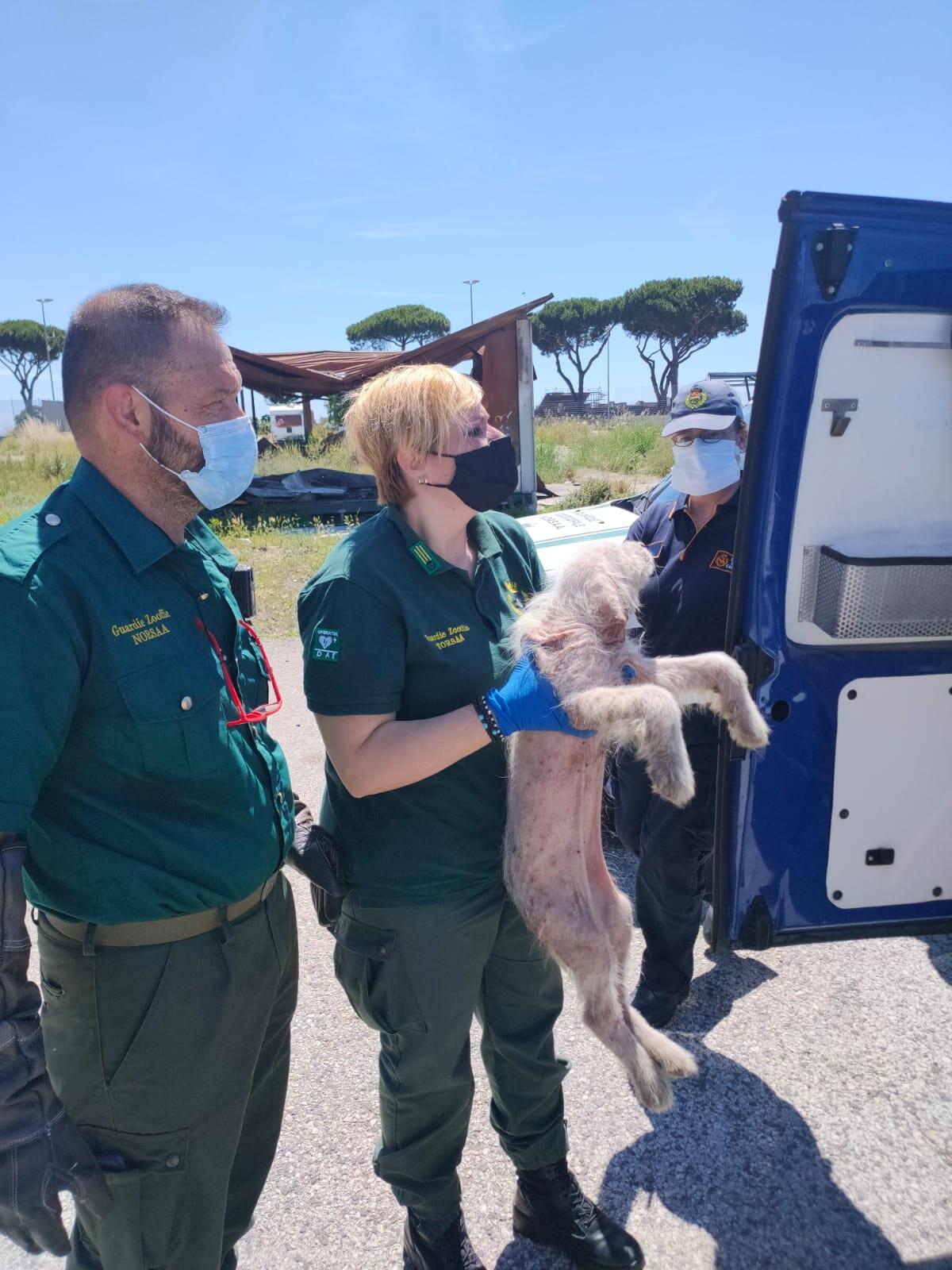 Blitz delle guardie zoofile nel campo rom di Castel Romano: salvati numerosi cani denutriti e in condizioni critiche FOTO - 