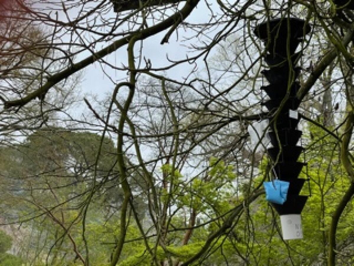 Giardino di Ninfa e Pantanello, parte il censimento degli insetti: accordo con l’Università degli studi della Tuscia - 