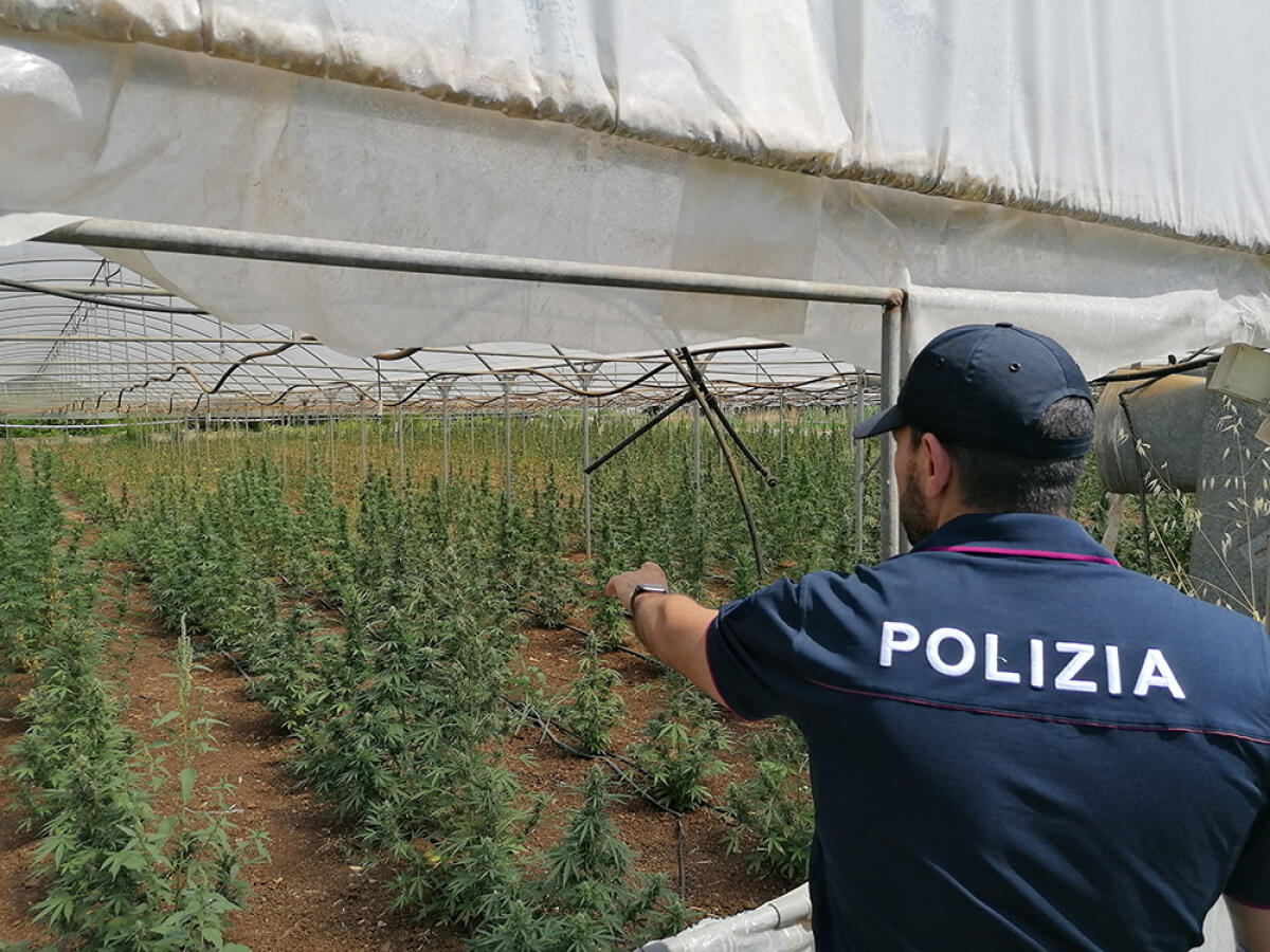 Scoperta piantagione di marijuana tra Aprilia e Lanuvio: in 4 serre sequestrate 1.800 piante FOTO - 
