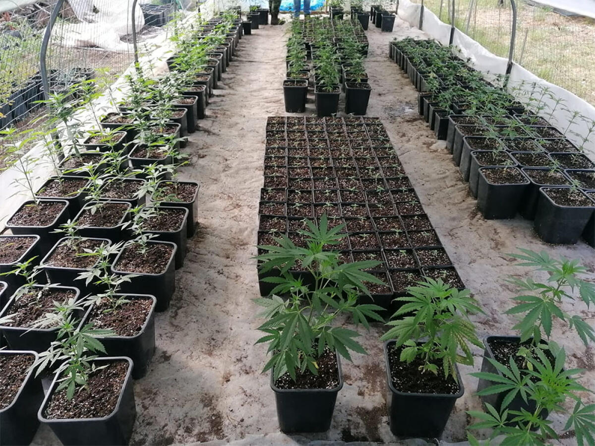 Cisterna, sequestrate 500  piante di marijuana: in arresto 55enne - 