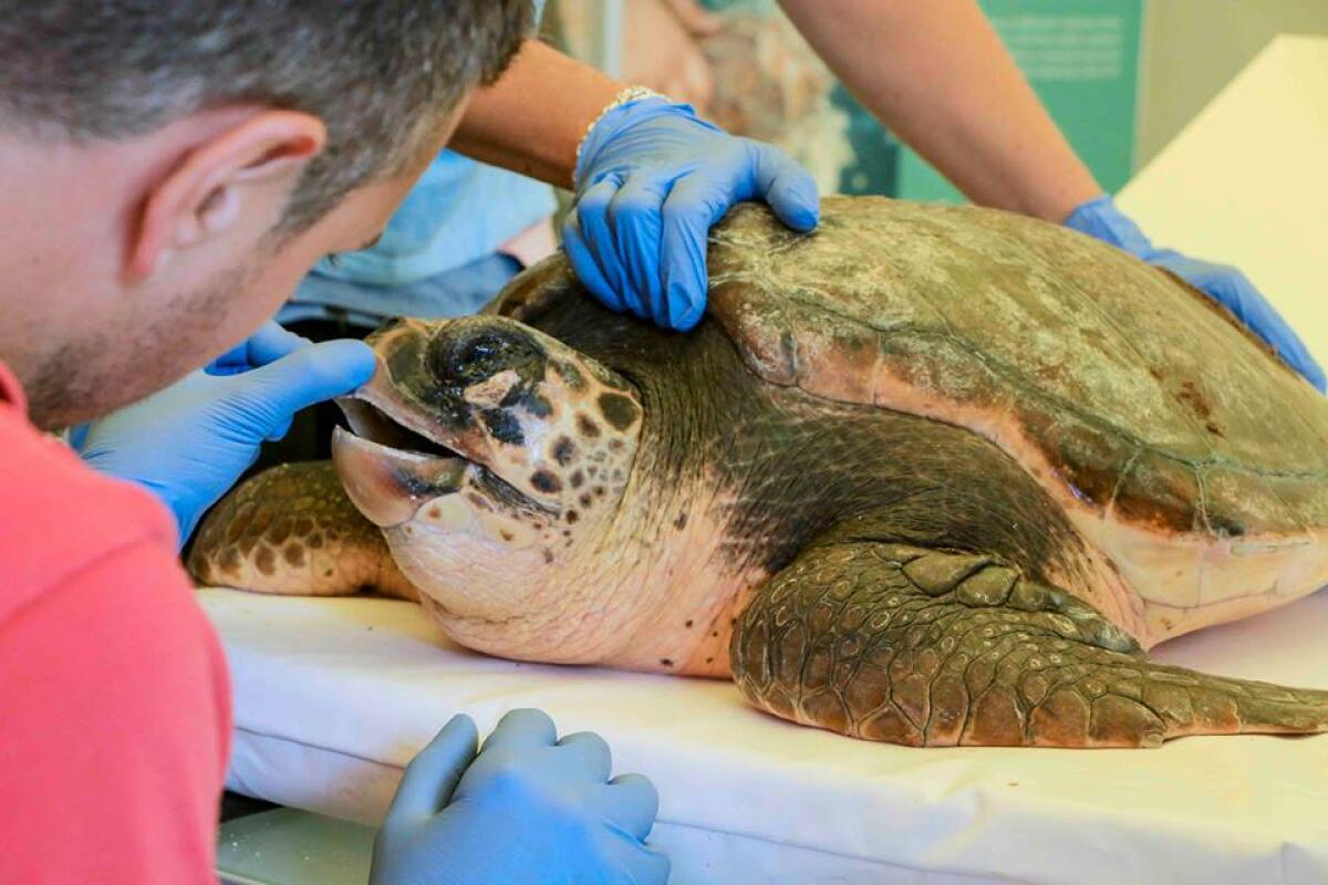 Da Anzio a Palmarola per liberare una tartaruga Caretta Caretta di 14 chili - 
