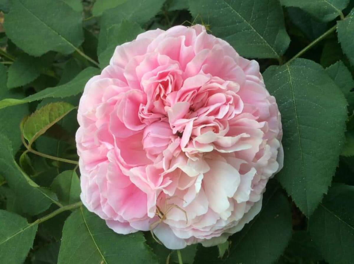 Latina - Corso per talee al Giardino Spettinato di Alex - 